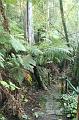Tree fern gully, Pirianda Gardens IMG_7030